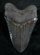 Beastly Megalodon Tooth - Great Serrations #7827-3